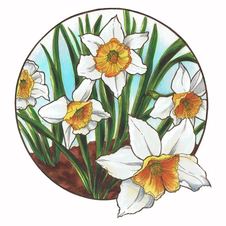 daffodils